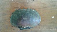 MRG-2017-106C Nymphaea elegans (MRG-30jun17-l).JPG