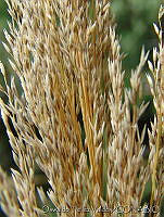 OTV4661 Muhlenbergia robusta.jpg