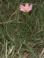 PTL0099 Zephyranthes fosteri.jpg