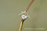 RRR0105 Boerhavia erecta.jpg