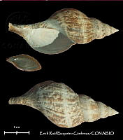 KT014 0510 Fasciolaria tulipa.JPG