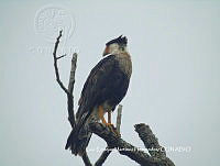 LEMH024 Caracara Cheriway.JPG