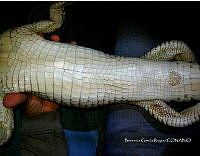TE001 0264 Crocodylus acutus.jpg