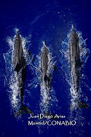 MN6FA0034 Salto en familia.jpg