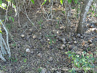 MEGA 0081 Crescentia alata.JPG