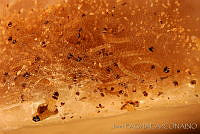 OIEA0025 Cactoblastis cactorum.jpg