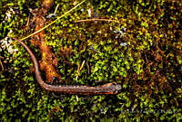 EGP0442 Pseudoeurycea anitae.JPG
