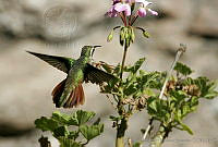 CNS0452 Basilinna xantusii.jpg