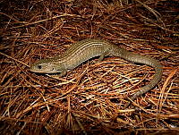 JLAL0013 Barisia imbricata.jpg