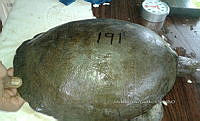 NE017 363 Dermatemys mawii.jpg