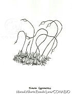 MARL0306 Funaria hygrometrica.jpg