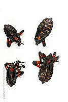 IMDOC3423 Thasus gigas.jpg