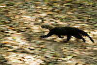 MASM04993 Eira barbara.jpg