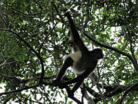 TDJOM009 Ateles geoffroyi.jpg