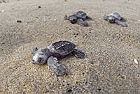 OAO0395 Chelonia mydas.jpg