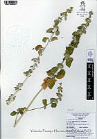 YPH2079 Marrubium vulgare.jpg