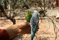 EMV01 Melopsittacus undulatus.jpg