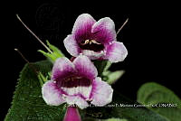 Zoqui 0180 Uroskinnera hirtiflora.jpg