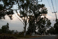 PRB0115 Eucalyptus camaldulensis.jpg