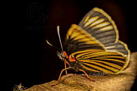 SM0440 Chlosyne ehrenbergii.jpg