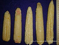 SinOPV240 Zea mays.jpg