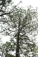 AKGC008 Pinus teocote.JPG
