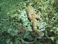 NE018 0459 Colpophyllia natans.jpg