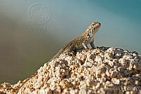 OAO0092 Sceloporus magister.jpg