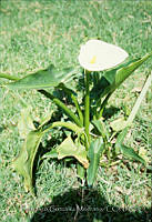 FGM2035 Zantedeschia aethiopica.JPG