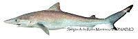SRM0079 Rhizoprionodon longurio.jpg