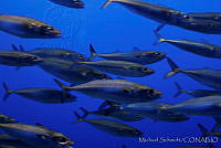 MS0124 Scomber japonicus.jpg