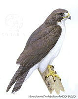 MAPM0684 Buteo brachyurus.jpg