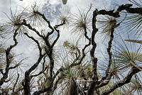 IMDOC 4953 Beaucarnea gracilis.jpg
