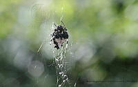 MMOR 0095 Verrucosa arenata.jpg