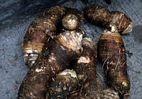 EHX0085 Ipomoea batatas.JPG
