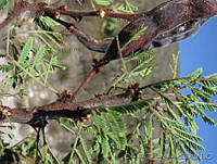 OTV0068 Acacia schaffneri.jpg