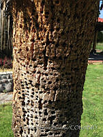 PRB0309 Equisetopsida.jpg