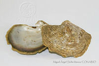 MASM05119 Pinctada mazatlanica.jpg