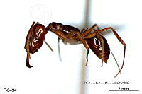 ME006 Hormi 0286 Odontomachus brunneus.jpg