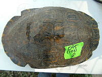 NE017 349 Trachemys venusta.jpg