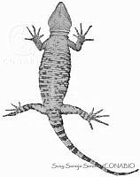 SSS0030 Xenosaurus agrenon.JPG