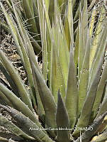 AJGM0264 Agave triangularis.JPG