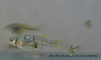 AAKVDH 0235 Poeciliopsis latidens.JPG