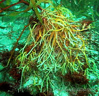 CF005 Macrocystis pyrifera.jpg