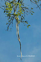 ME010 KV 01546 Dolichandra unguis-cati (L.) L.G. Lohmann, 2008_.JPG