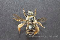 CGVM1208 Melissodes communis.jpg