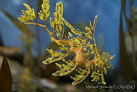 MS0165 Phycodurus eques.jpg