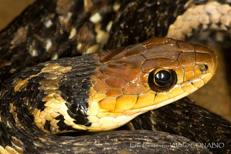 ECA0315%20Thamnophis%20chrysocephalus.jpg.iSf1tYj0MbGbDadhQA3g0JtbmFja29CbnFuZ3NAbXJ6LGtwZQA.dTSXLWWHRb