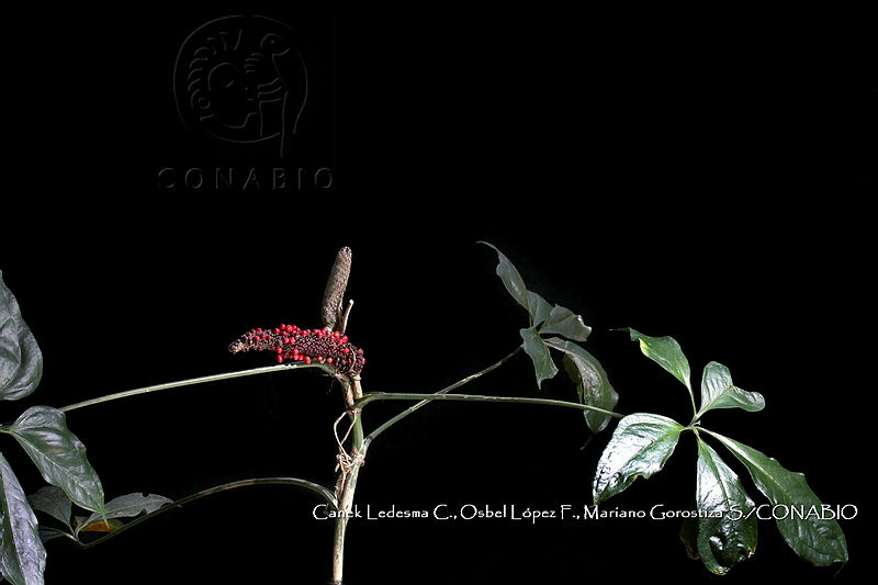 Zoqui%200350%20Anthurium%20pentaphyllum%20var.%20bombacifolium.jpg.nSiyhuj1MfGvlUVjQA3g0JtbmFja29CbnFuZ3NAbXJ6LGtwZwA.W3dtCLuYHN