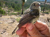 KMS0025 Empidonax oberholseri.jpg
